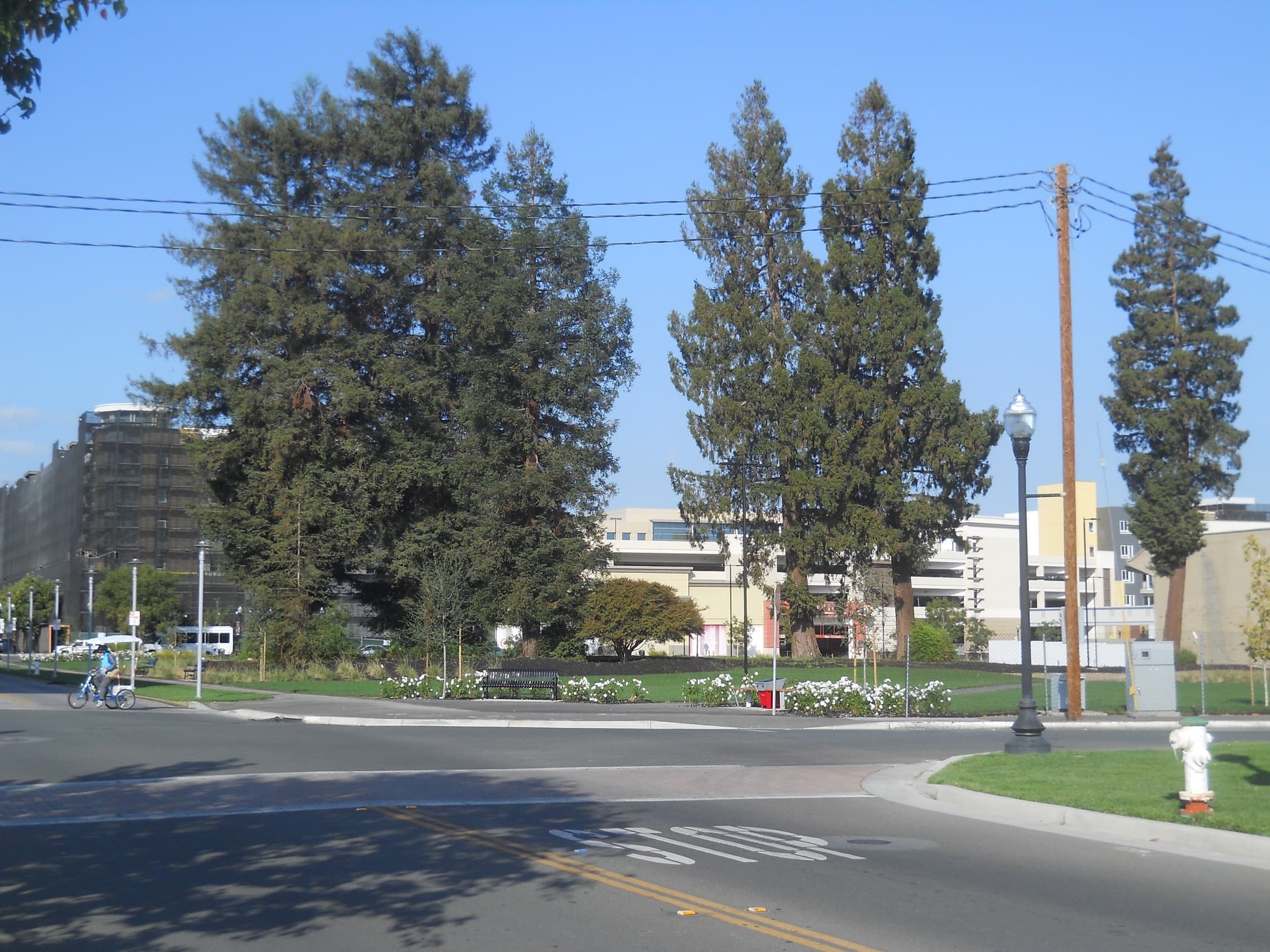 Redwood trees in a Sunnyvale park under a clear sky