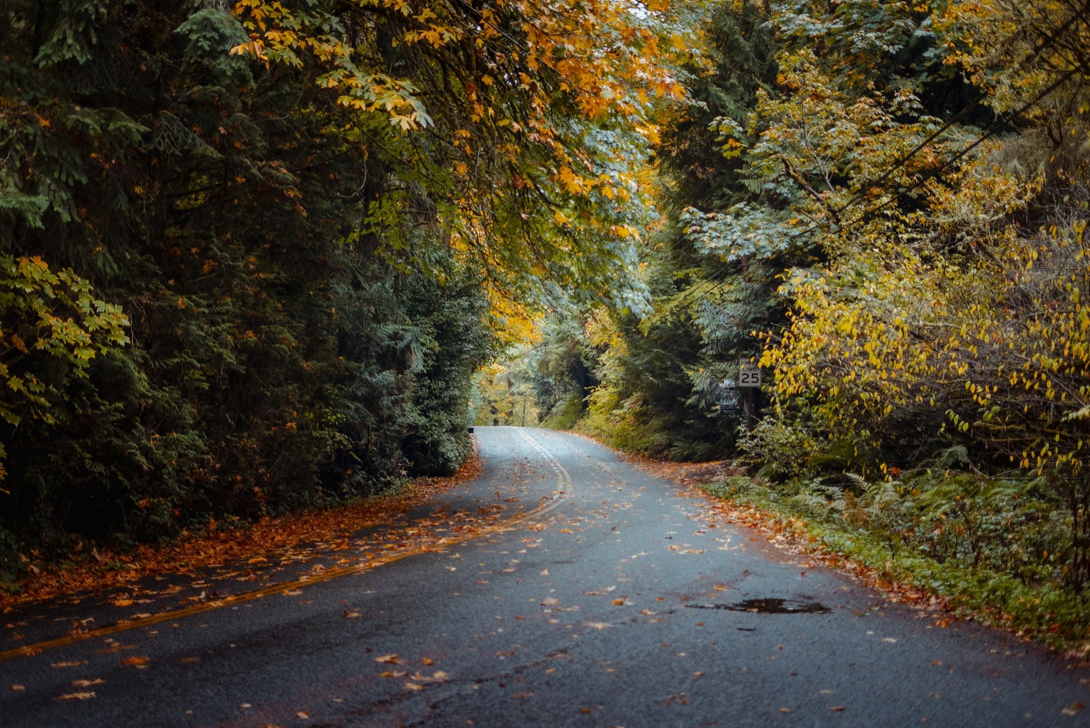 Wet two-lane road curving through yellow and orange autumn trees on Bainbridge Island, Washington